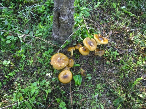 Dono D’Autunno(秋の恵み）