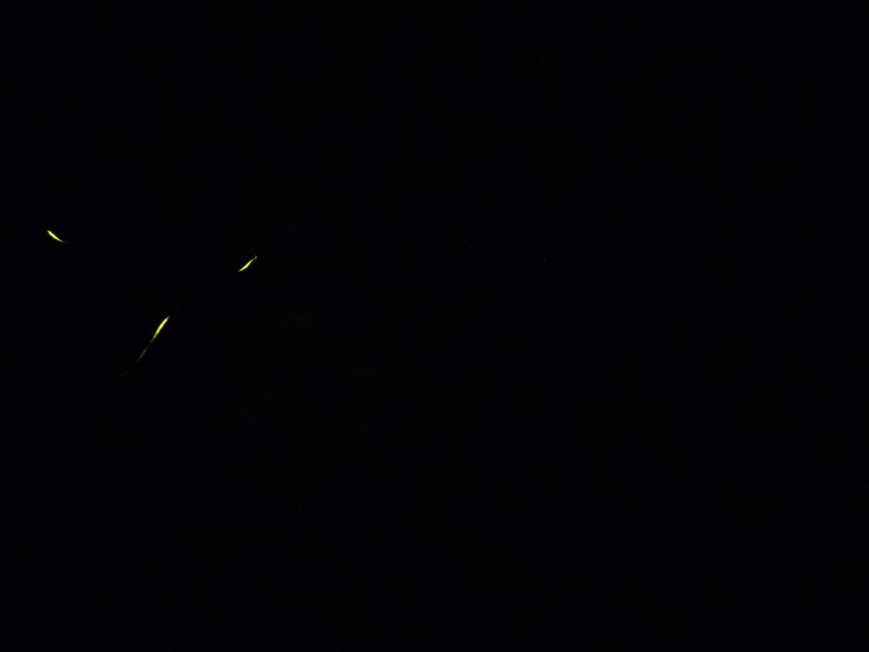 残念ですが、今年は、不作のようです。