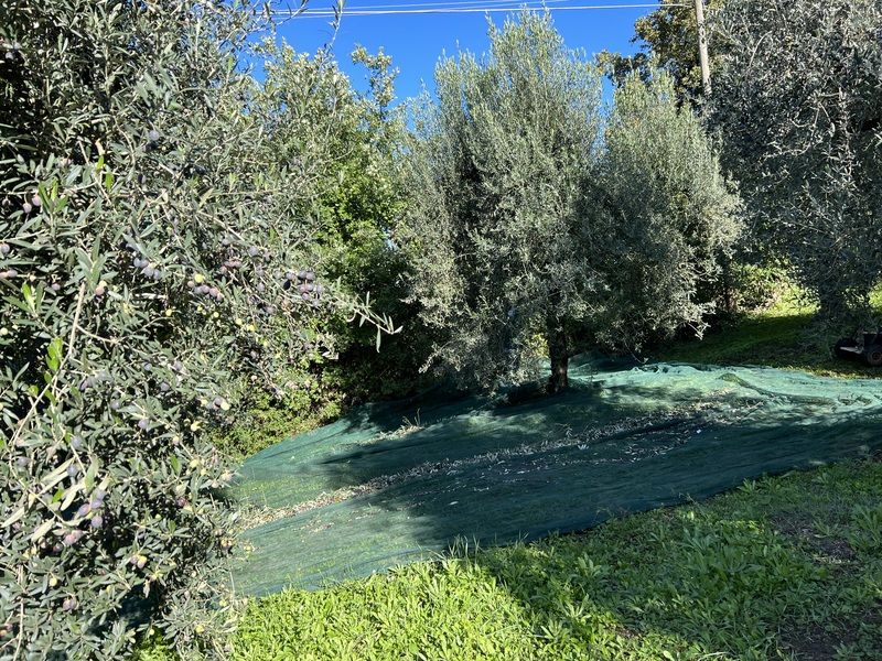 オリーブの収穫をはじめました。