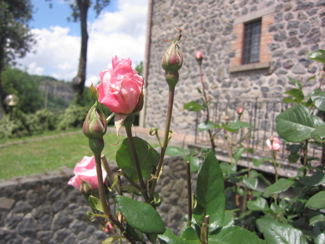 バラのまびき（梨も）Ｏｒｖｉｅｔｏから