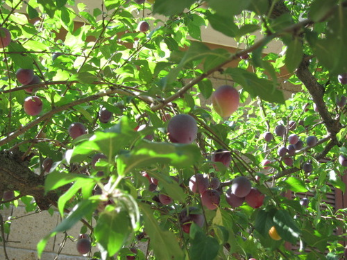 Orvietoから暑いのですが？