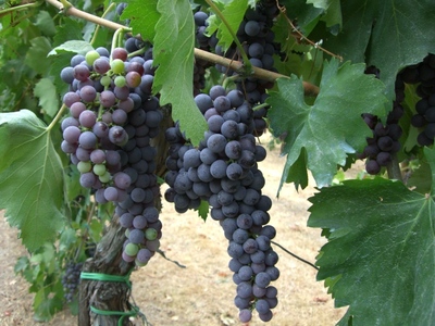 やっとぶどうが色づきました！