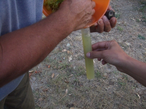 Vendemia（ぶどう獲り）直前　　チンギアリのラグー（いのししのミートソース）