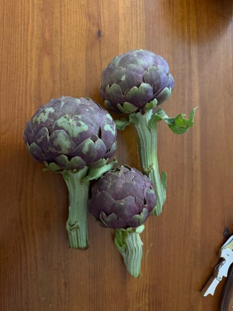 萌えるような春